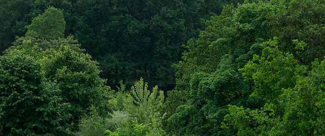 Weelderig groen bos met dicht bladerdak; in het midden een open strook met lichtgroene bomen tegen diepdonkere bosachtergrond.